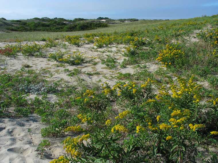 Sept 27, 2003 - Parker River Wildlife Refuge, Plum Island, Massachusetts.<br />Off parking lot #5.<br />View north along the boardwalk.
