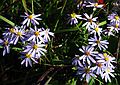 Sept 27, 2003 - Parker River Wildlife Refuge, Plum Island, Massachusetts.<br />Off parking lot #5.<br />Asters.