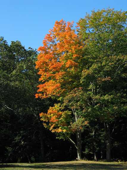 Oct 11, 2003 - Maudslay State Park, Newburyport, Massachusetts.