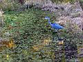 Oct 11, 2003 - Maudslay State Park, Newburyport, Massachusetts.<br />Great blue heron.