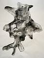Nov 17, 2003 - Amesbury, Massachusetts.<br />Joyce's drawing of a tree footprint.<br />"Old Growth Hemlock".