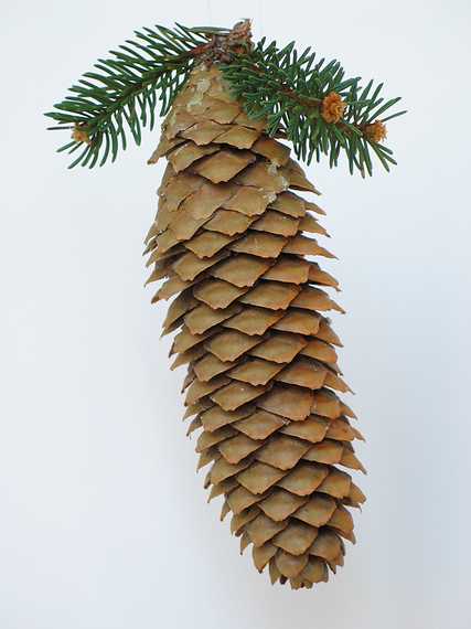 Nov 29, 2003 - 19 Woodland Street, Merrimac, Massachusetts.<br />A Norway spruce cone.