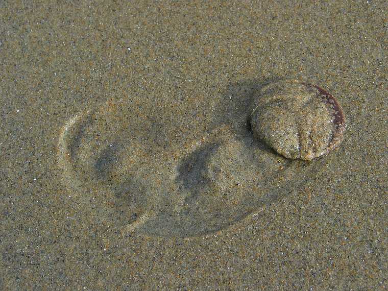 Nov 30, 2003 - Parker River National Wildlife Refuge, Plum Island, Massachusetts.<br />In quest of sand dollars on beach off parking lot #5. Joyce picked up 54 shells.<br />Our first sight of live ones digging in the sand.
