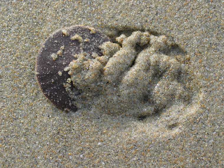 Nov 30, 2003 - Parker River National Wildlife Refuge, Plum Island, Massachusetts.<br />In quest of sand dollars on beach off parking lot #5. Joyce picked up 54 shells.<br />Our first sight of live ones digging in the sand.