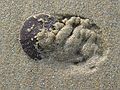 Nov 30, 2003 - Parker River National Wildlife Refuge, Plum Island, Massachusetts.<br />In quest of sand dollars on beach off parking lot #5. Joyce picked up 54 shells.<br />Our first sight of live ones digging in the sand.