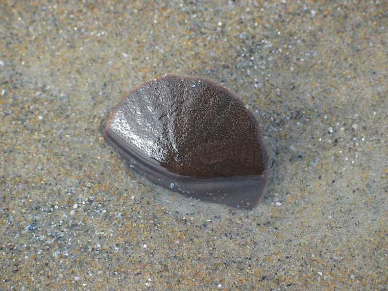 Nov 30, 2003 - Parker River National Wildlife Refuge, Plum Island, Massachusetts.<br />In quest of sand dollars on beach off parking lot #5. Joyce picked up 54 shells.<br />Our first sight of live ones digging in the sand.