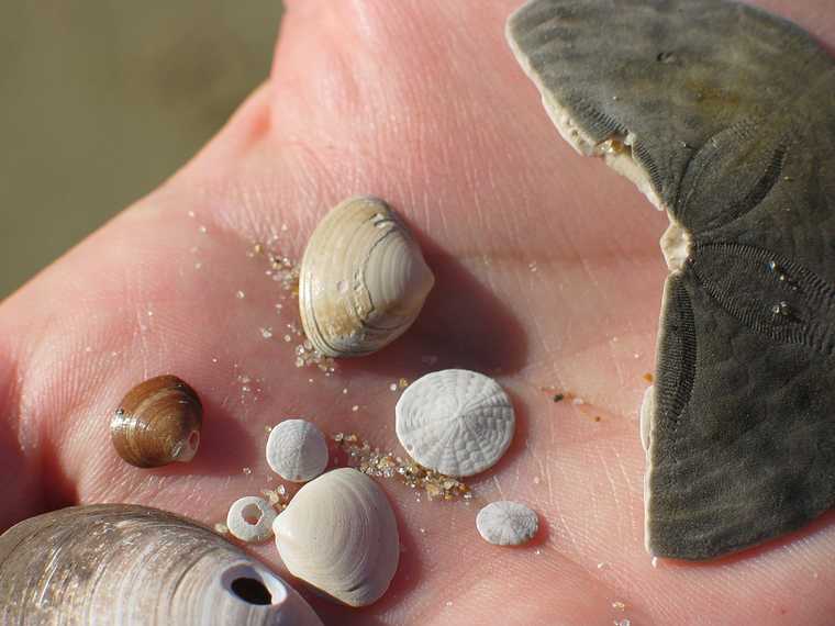 Dec 29, 2003 - Parker River National Wildlife Refuge, Plum Island, Massachusetts.