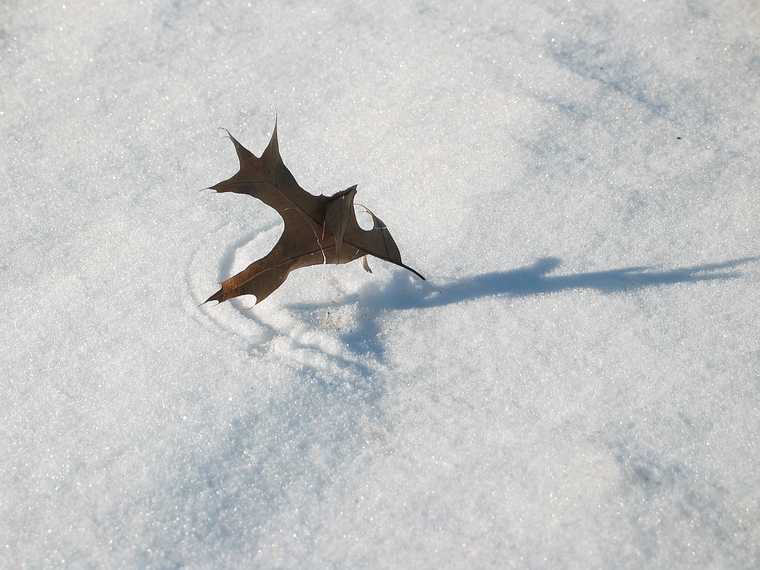 Jan 6, 2004 - Parker River National Wildllife Refuge, Plum Island, Massachusetts.