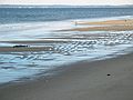 Jan 6, 2004 - Parker River National Wildllife Refuge, Plum Island, Massachusetts.