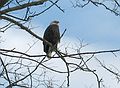 Jan 26, 2004 - River Rd., Merrimac, Massachusetts.<br />American bald eagle.