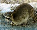 Feb 2, 2004 - Parker River National Wildlife Refuge, Plum Island, Massachusetts.<br />Racoon.
