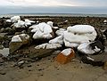 Feb 3, 2003 - Sandy Point State Preserve, Plum Island, Massachusetts.