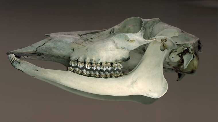March 11, 2004 - 19 Woodland Street, Merrmack, Massachusetts.<br />Deer skull scanned in on our flatbed scanner.