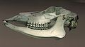 March 11, 2004 - 19 Woodland Street, Merrmack, Massachusetts.<br />Deer skull scanned in on our flatbed scanner.