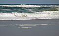 March 18, 2004 - Parker River Wildlife Refuge, Plum Island, Massachusetts.