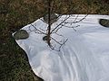 March 22, 2004 - Vogar, Iceland.<br />Joyce's recording of footprint and dripline patterns of Eric's three small birch saplings.