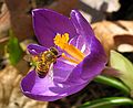 April 9, 2004 - Merrimac, Massachusetts.<br />Spring is finally here: crocus and bee in our back yard.