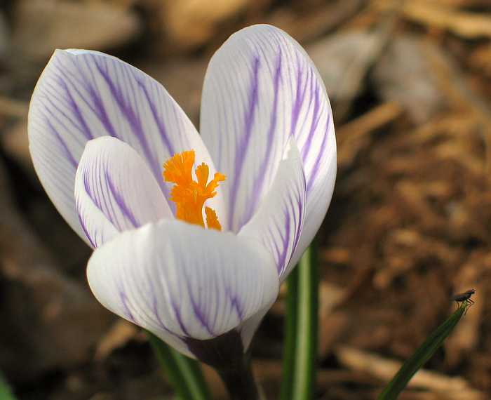 April 11, 2004 - Tewksbury, Massachusetts.<br />Easter dinner at Paul and Norma's.<br />Crocus.