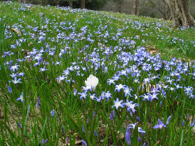 April 17, 2004 - Maudslay State Park, Newburyport, Massachusetts.<br />Siberian squill (scilla siberica) and a white crocus.