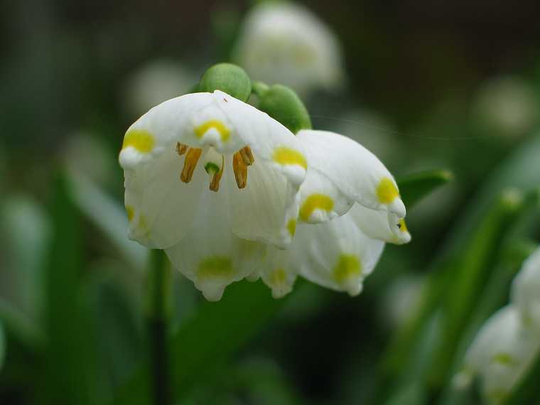 April 17, 2004 - Maudslay State Park, Newburyport, Massachusetts.