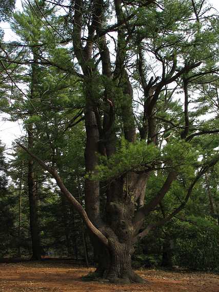 April 17, 2004 - Maudslay State Park, Newburyport, Massachusetts.<br />A big, old pine.
