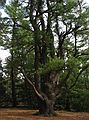 April 17, 2004 - Maudslay State Park, Newburyport, Massachusetts.<br />A big, old pine.