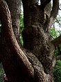 April 17, 2004 - Maudslay State Park, Newburyport, Massachusetts.<br />Joyce hiding behind a big, old pine.