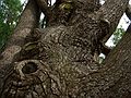 April 17, 2004 - Maudslay State Park, Newburyport, Massachusetts.<br />Part of the big, old pine.