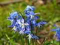 April 17, 2004 - Merrimac, Massachusetts.<br />Siberian squill (scilla siberica) in our "lawn".