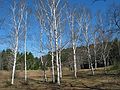 April 20, 2004 - Maudslay State Park, Newburyport, Massachusetts.