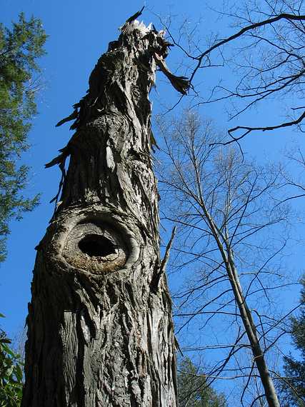 April 20, 2004 - Maudslay State Park, Newburyport, Massachusetts.