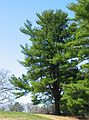 April 20, 2004 - Maudslay State Park, Newburyport, Massachusetts.<br />The infamous pine that almost killed Joyce. (A big branch fell in a wind gust<br />as she was walking below it and the branch brushed against her hand.)
