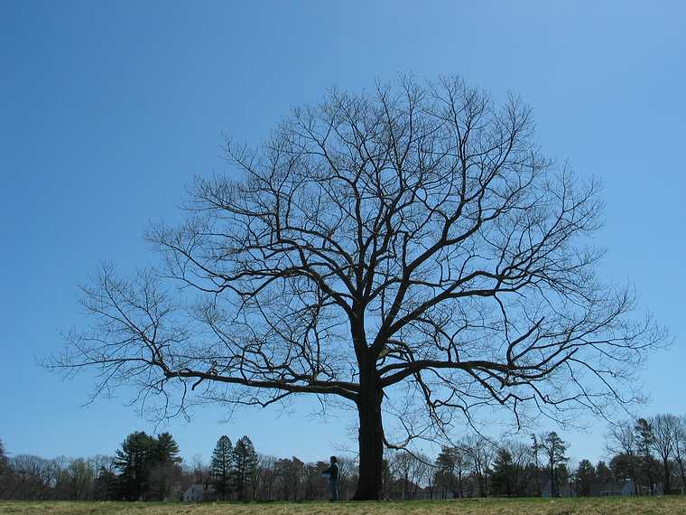 April 20, 2004 - Maudslay State Park, Newburyport, Massachusetts.