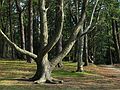 April 29, 2004 - Maudslay State Park, Newburyport, Massachusetts.