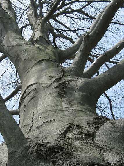 May 1, 2004 - Merrimac, Massachusetts.<br />Beech on the Bowkers property on River Road near Locust Street.