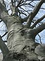 May 1, 2004 - Merrimac, Massachusetts.<br />Beech on the Bowkers property on River Road near Locust Street.