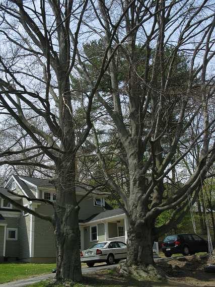 May 1, 2004 - Merrimac, Massachusetts.<br />Beech on the Bowkers property on River Road near Locust Street.