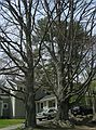 May 1, 2004 - Merrimac, Massachusetts.<br />Beech on the Bowkers property on River Road near Locust Street.