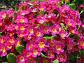 May 1, 2004 - Merrimac, Massachusetts.<br />Nancy Perkins property on Brush Hill Road.<br />Primroses.