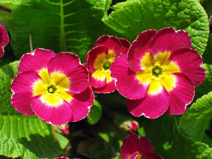 May 1, 2004 - Merrimac, Massachusetts.<br />Nancy Perkins property on Brush Hill Road.<br />Primroses.