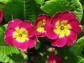 May 1, 2004 - Merrimac, Massachusetts.<br />Nancy Perkins property on Brush Hill Road.<br />Primroses.