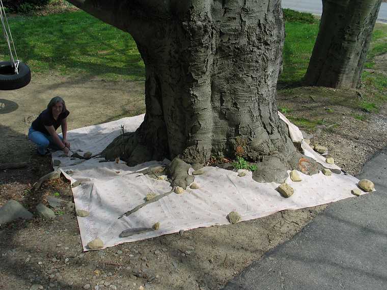 May 1, 2004 - Merrimac, Massachusetts.<br />Beech on the Bowkers property on River Road near Locust Street.<br />Joyce finishing footprinting the beech.