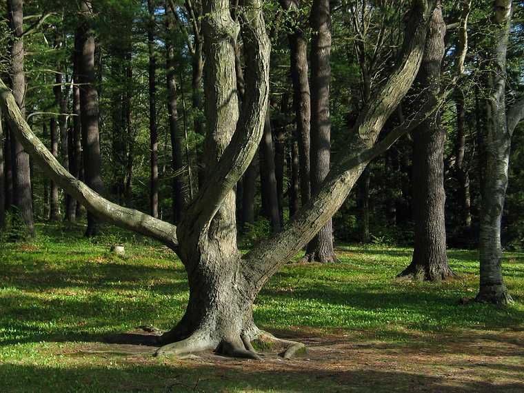 May 4, 2004 - Maudslay State Park, Newburyport, Massachusetts.