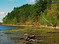 May 4, 2004 - Maudslay State Park, Newburyport, Massachusetts.<br />Along the banks of the Merrimack River.