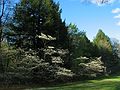 May 4, 2004 - Maudslay State Park, Newburyport, Massachusetts.<br />Dogwood.