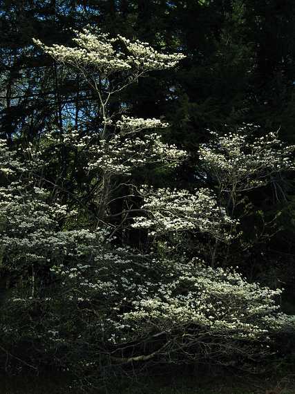 May 4, 2004 - Maudslay State Park, Newburyport, Massachusetts.<br />Dogwood.