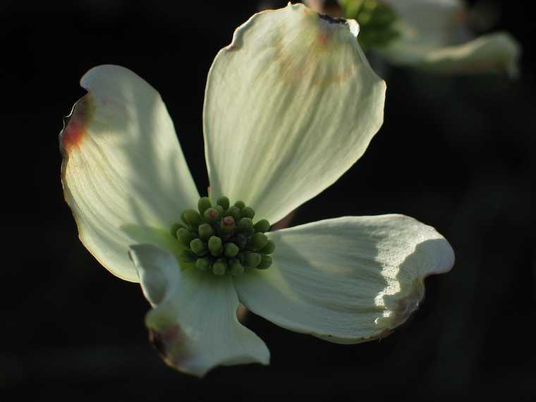 May 4, 2004 - Maudslay State Park, Newburyport, Massachusetts.<br />Dogwood.