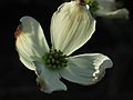 May 4, 2004 - Maudslay State Park, Newburyport, Massachusetts.<br />Dogwood.