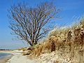 May 5, 2004 - Sandy Point Reservation, Plum Island, Massachusetts.