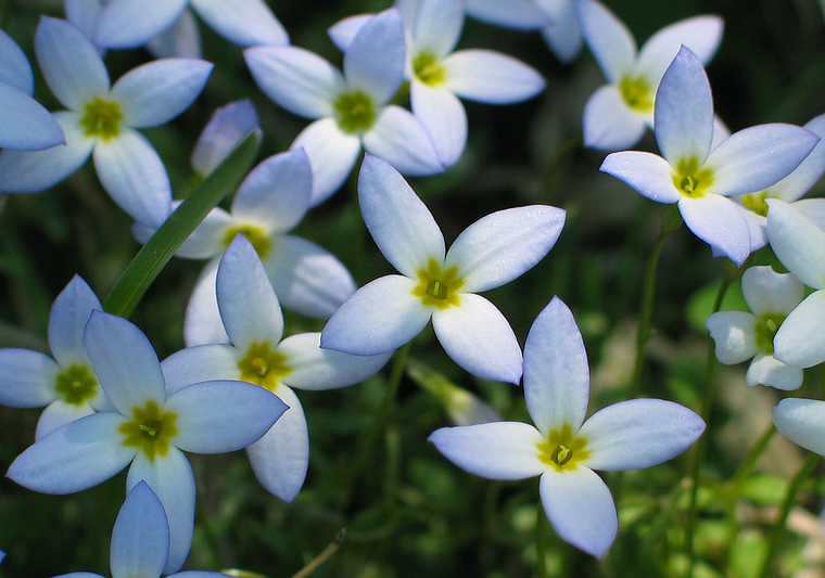 May 5, 2004 - Sandy Point Reservation, Plum Island, Massachusetts.<br />Bluets.